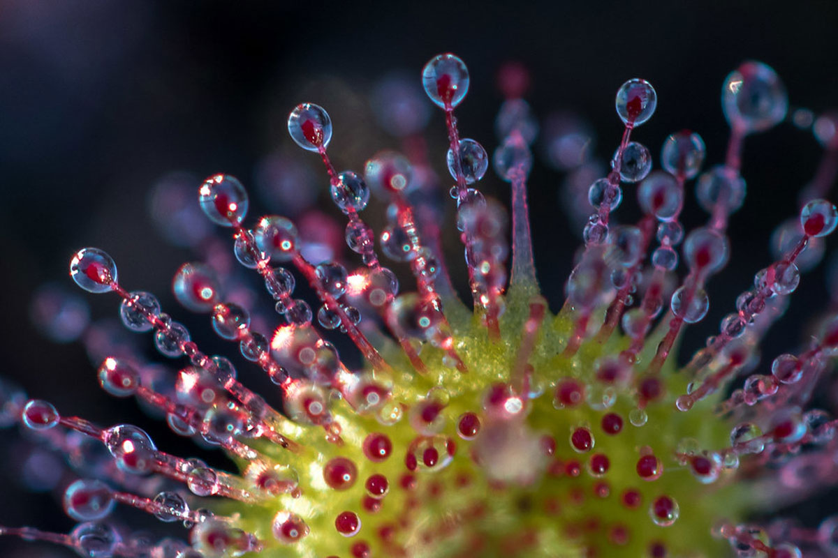 Rundblättriger Sonnentau (Drosera rotundifolia), (c) Andreas Schäfferling/NABU-naturgucker.de