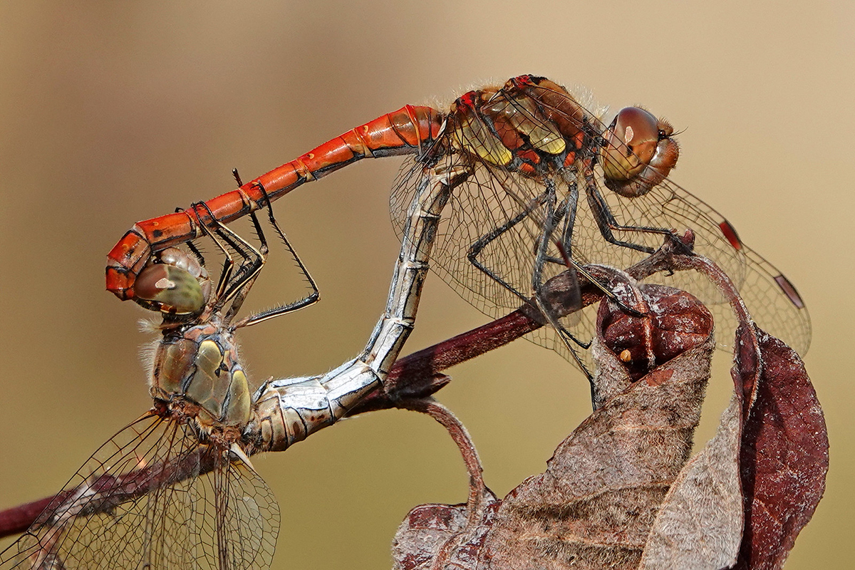 Paarungsrad der Großen Heidelibelle (Sympetrum striolatum)
(c) Jens Winter/NABU-naturgucker.de