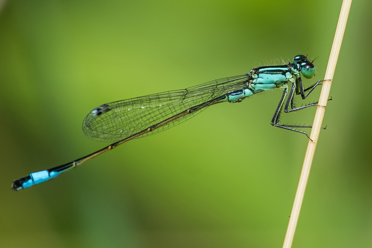 Große Pechlibelle (Ischnura elegans)
(c) Axel Aßmann/NABU-naturgucker.de
