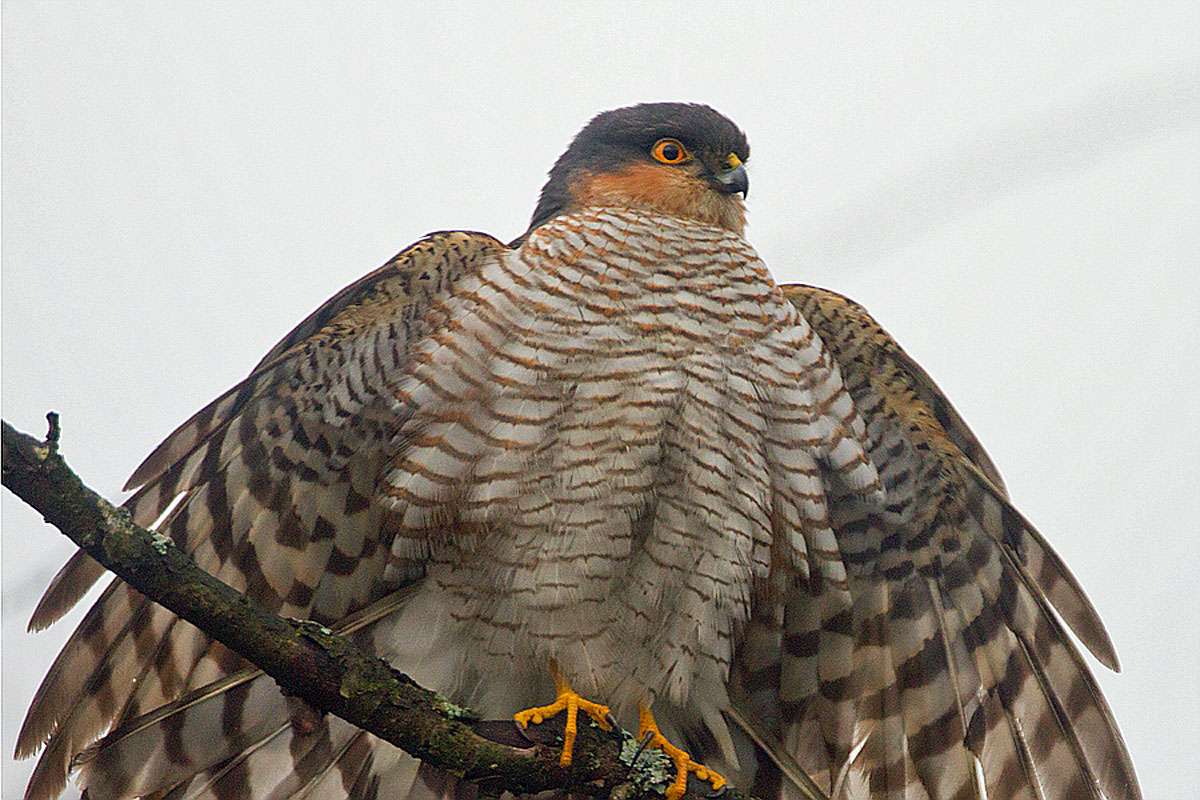 Männlicher Sperber (Accipiter nisus), (c) Markus Gläßel/NABU-naturgucker.de