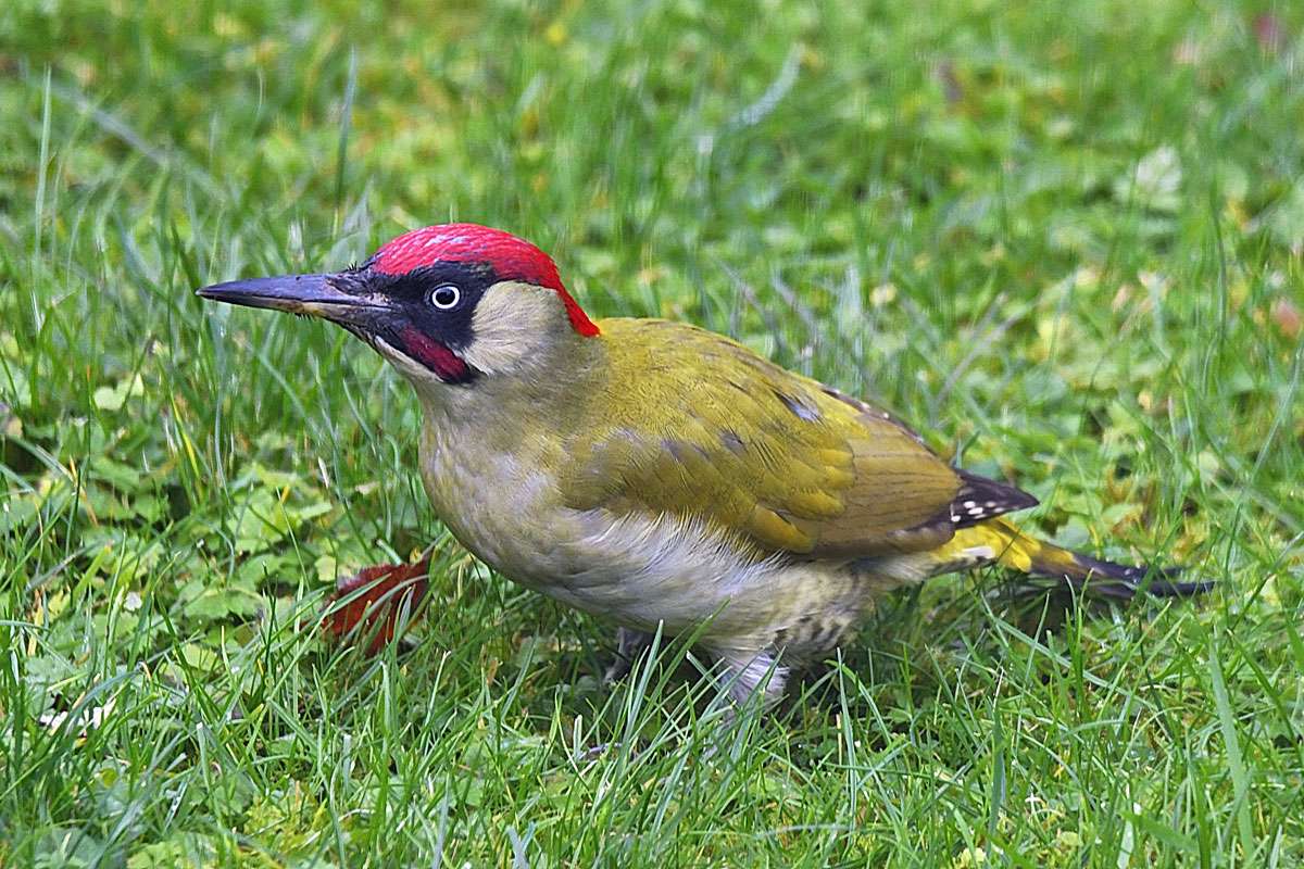 Grünspecht (Picus viridis), (c) Jürgen Gernandt/NABU-naturgucker.de