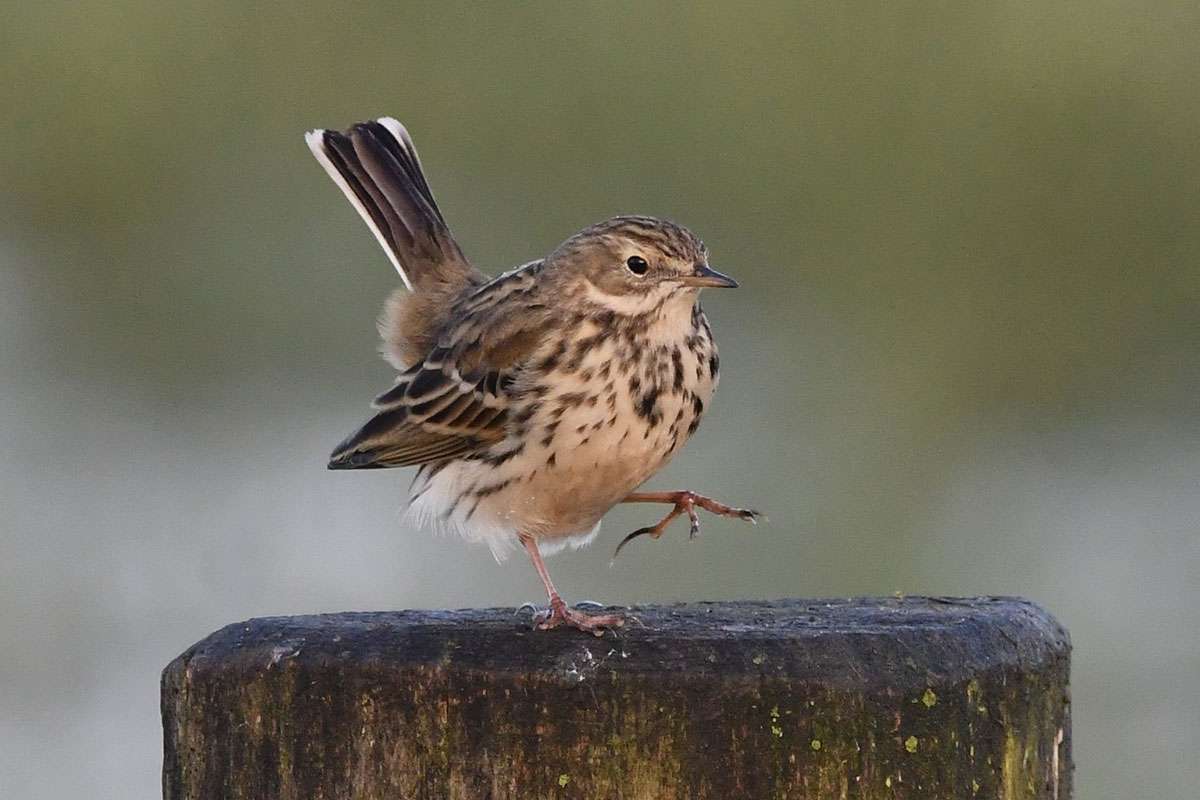 Typischer KBV (kleiner brauner Vogel): Wiesenpieper (Anthus pratensis), (c) Ralph Bergs/NABU-naturgucker.de