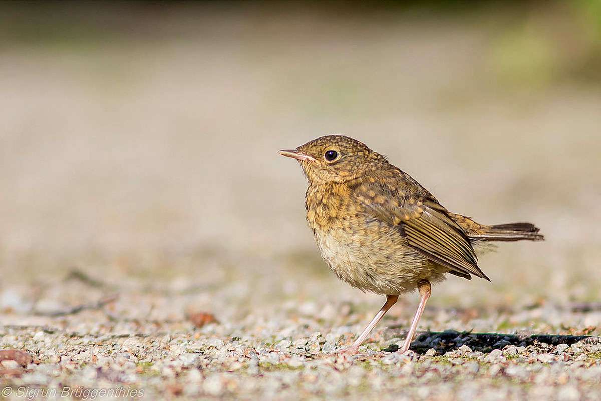 Noch ohne rote Kehle: Rotkehlchen (Erithacus rubecula) im Jugendkleid, (c) Sigrun Brüggenthies/NABU-naturgucker.de