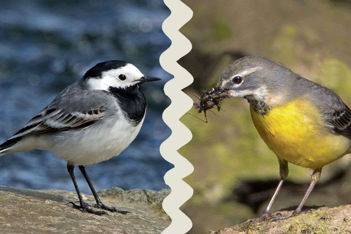 Sind verwandt: Bachstelze (Motacilla alba) und Gebirgsstelze (Motacilla cinerea), Bachstelze (c) Roland Tichai, Gebirgsstelze (c) Franz Rothenhäusler, beide NABU-naturgucker.de