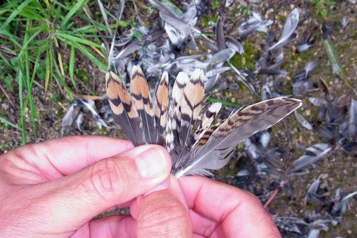 Rupfung einer Bekassine (Gallinago gallinago), (c) Gaby Schulemann-Maier/NABU-naturgucker.de