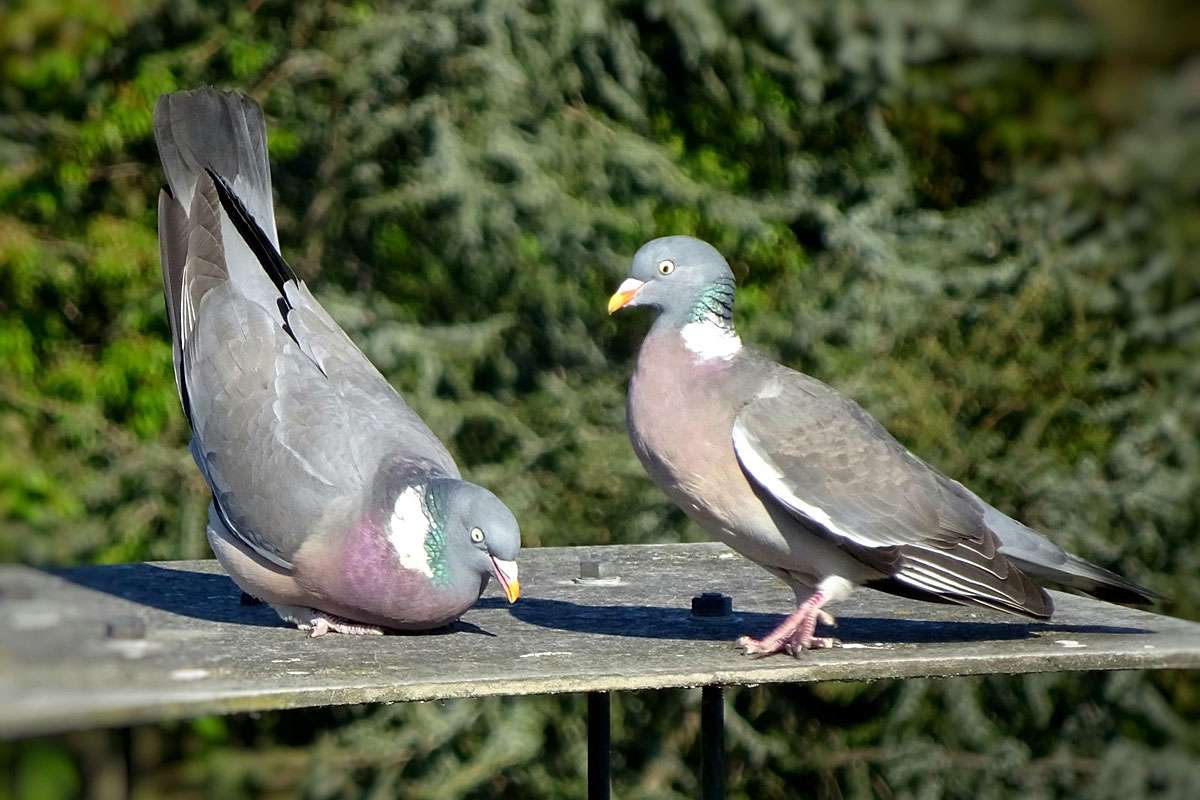 Verbeugung vor der Dame: Balz der Ringeltauben (Columba palumbus), (c) Adriana Roettger/NABU-naturgucker.de