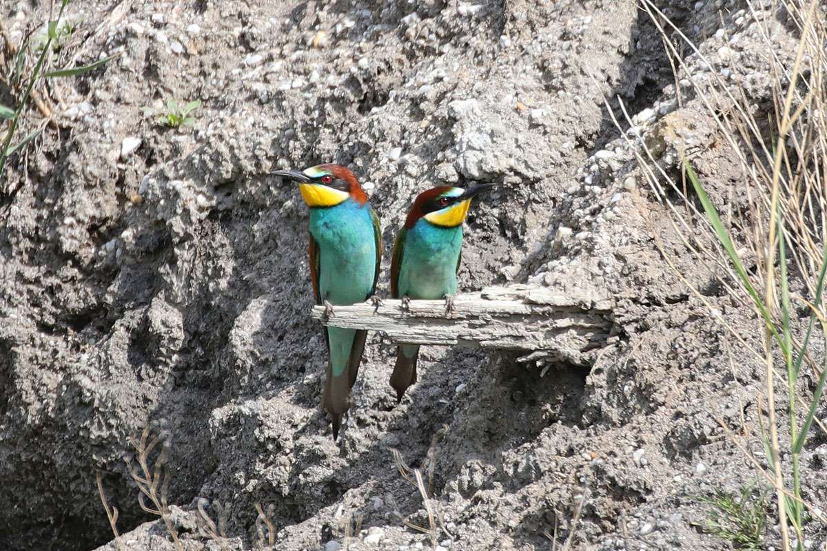 Bienenfresser (Merops apiaster) in ihrem Lebensraum, (c) Jens Winter/NABU-naturgucker.de