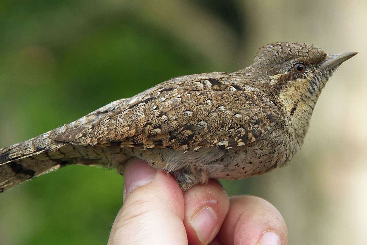 Wendehals (Jynx torquilla) bei der Beringung, (c) Frank Philip Gröhl/NABU-naturgucker.de