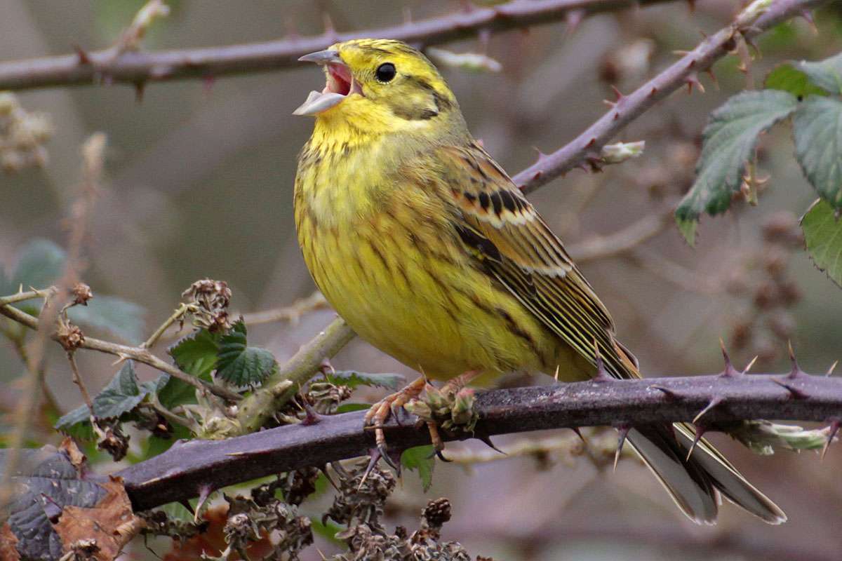 Wie, wie, wie, hab’ ich dich lieb! – Strophe der Goldammer (Emberiza citrinella), (c) Kerstin Kleinke/NABU-naturgucker.de
