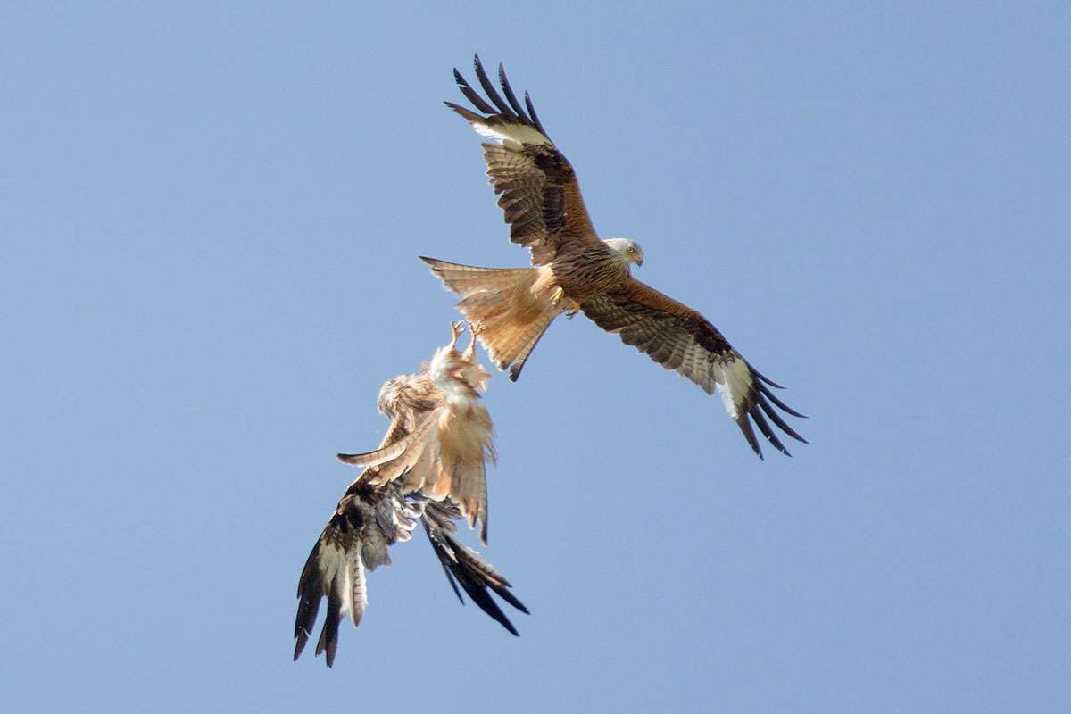 Akrobatische Rotmilane (Milvus milvus), (c) Petra Kunz/NABU-naturgucker.de