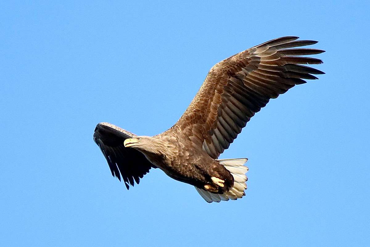 Seeadler (Haliaeetus albicilla), (c) Wolfram Pachalli/NABU-naturgucker.de