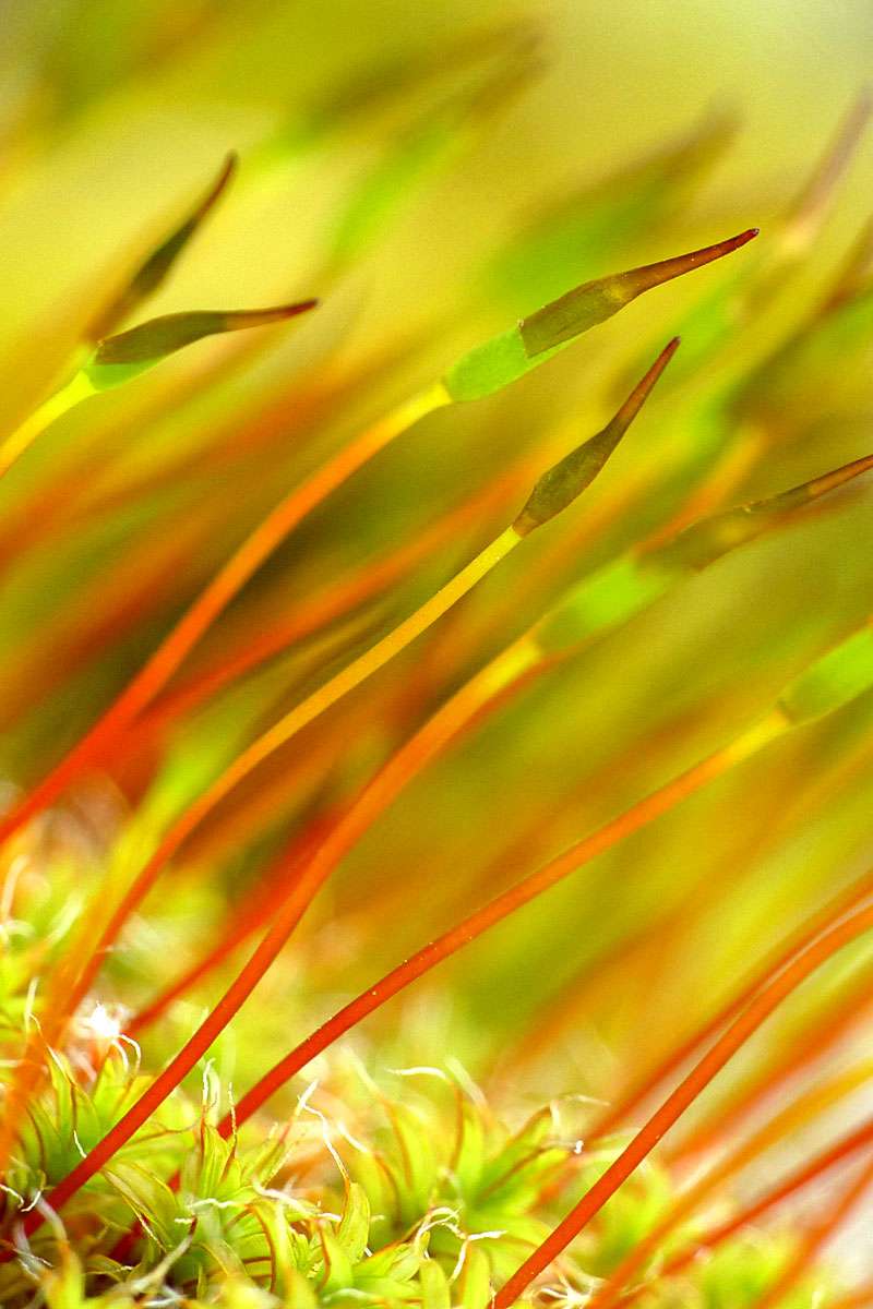 Drehzahnmoos (Syntrichia sp.), (c) Birgit Emig/NABU-naturgucker.de