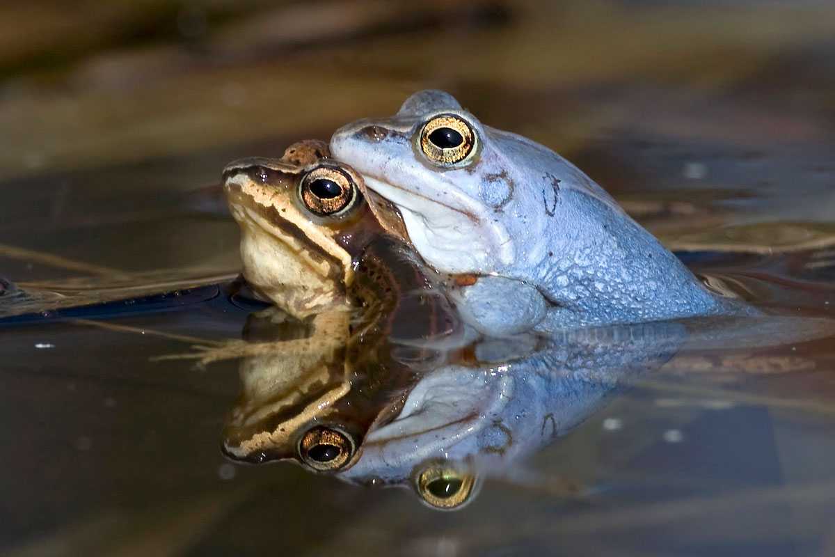Saisonaler Geschlechtsdimorphismus beim Moorfrosch (Rana arvalis): das Männchen ist blau, (c) AG Sibylla-Merian-Gymnasium/NABU-naturgucker.de