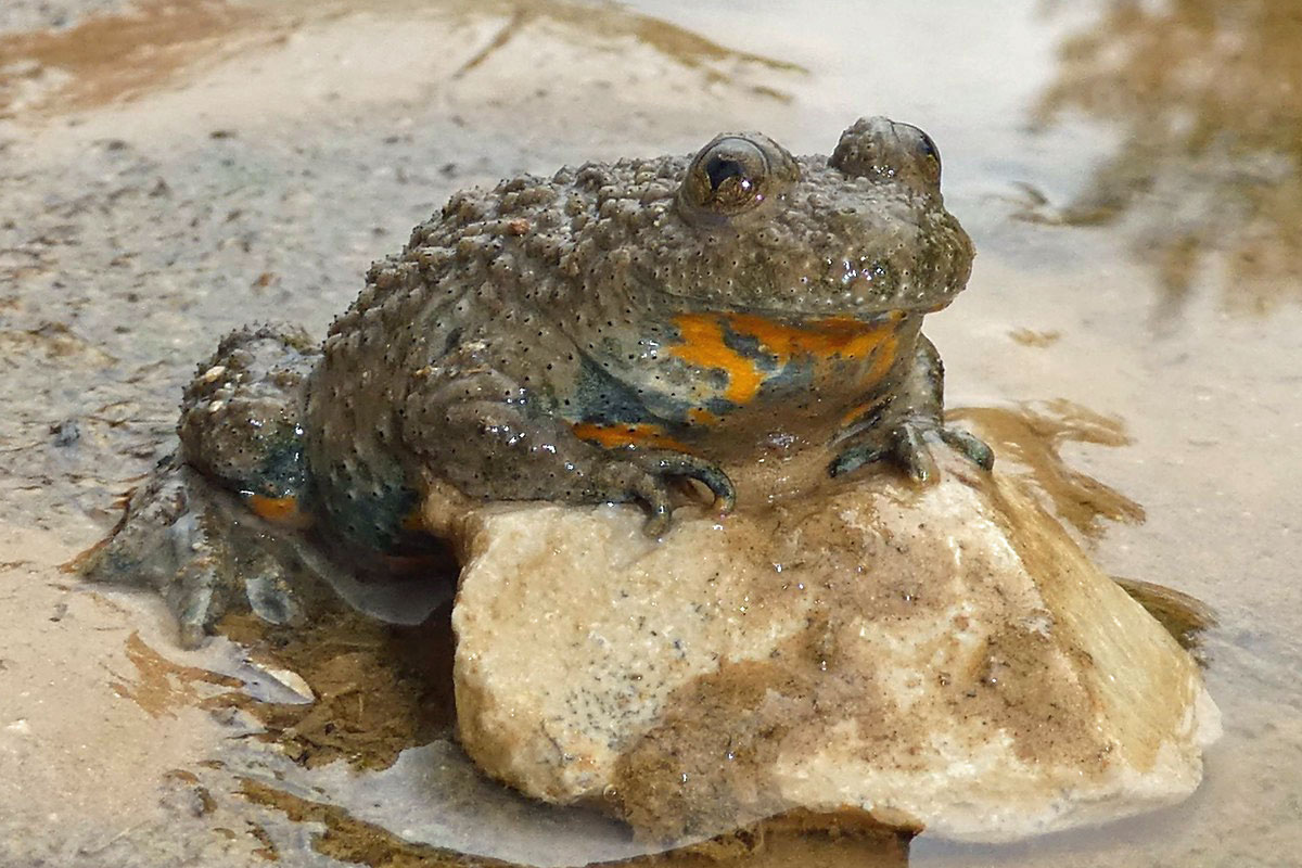 Gelbbauchunke (Bombina variegata), (c) Hans Prün/NABU-naturgucker.de