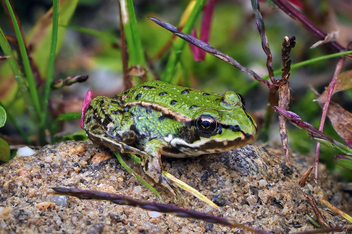 Kleiner Teichfrosch (Pelophylax lessonae), (c) Istvan und Sabine Palfi/NABU-naturgucker.de