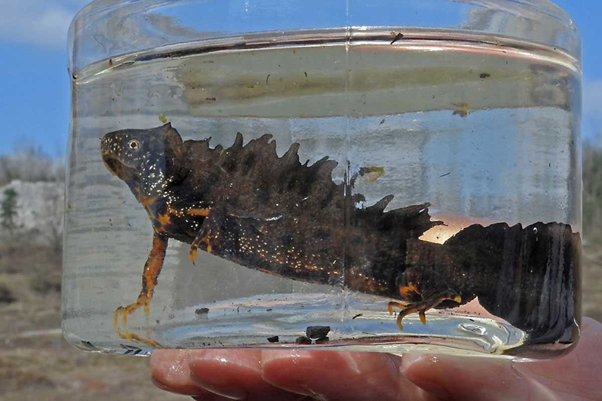 Männlicher Nördlicher Kammmolch (Triturus cristatus), (c) Wolfgang Ott/NABU-naturgucker.de