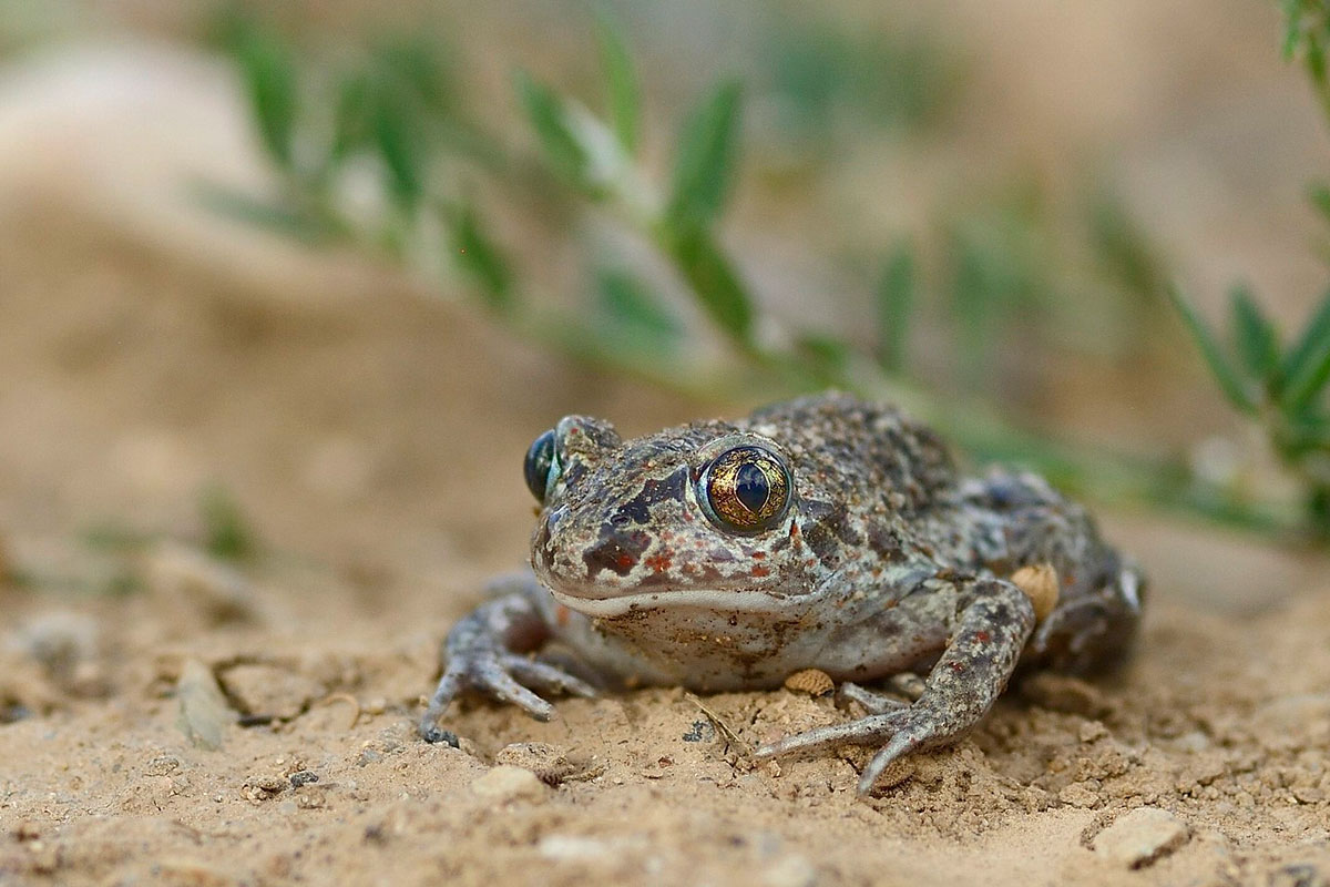 Knoblauchkröte (Pelobates fuscus), (c) Werner Bartsch/NABU-naturgucker.de
