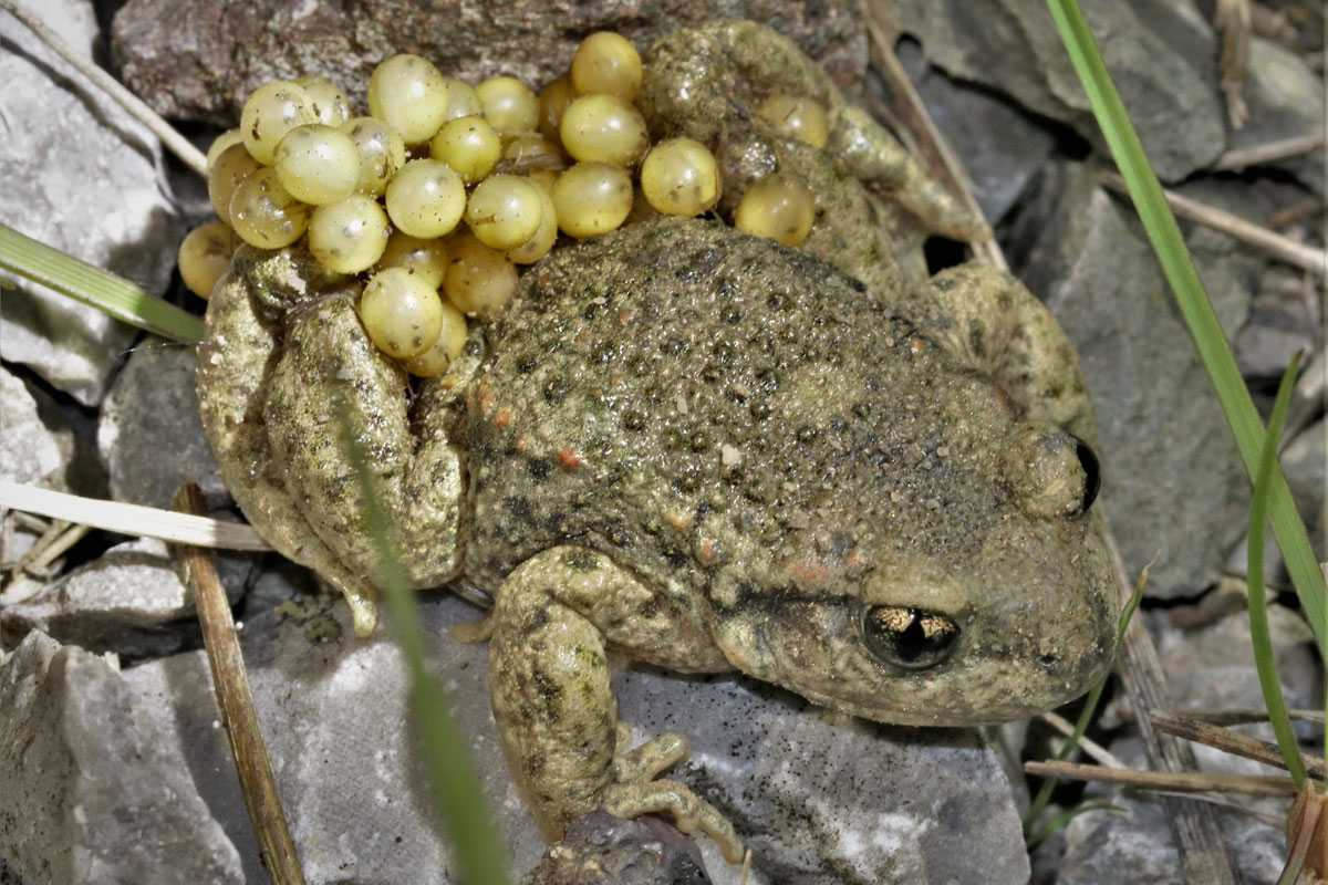 Männliche Geburtshelferkröte (Alytes obstetricans) mit Laich, (c) Hartmut Mai/NABU-naturgucker.de