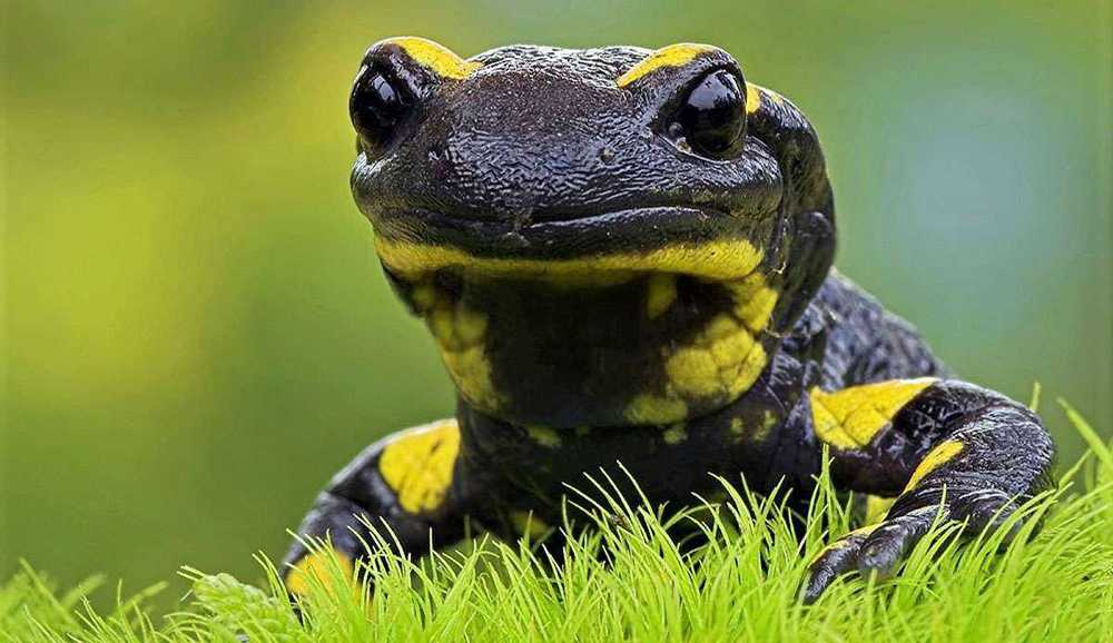 Feldherpetologie Amphibien Aufbauwissen