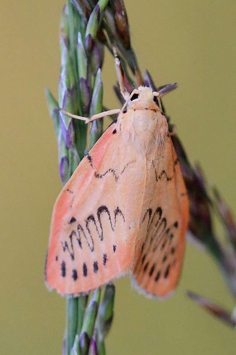 Rosen-Flechtenbärchen (Miltochrista miniata),
(c) Ralph Bergs/NABU-naturgucker.de