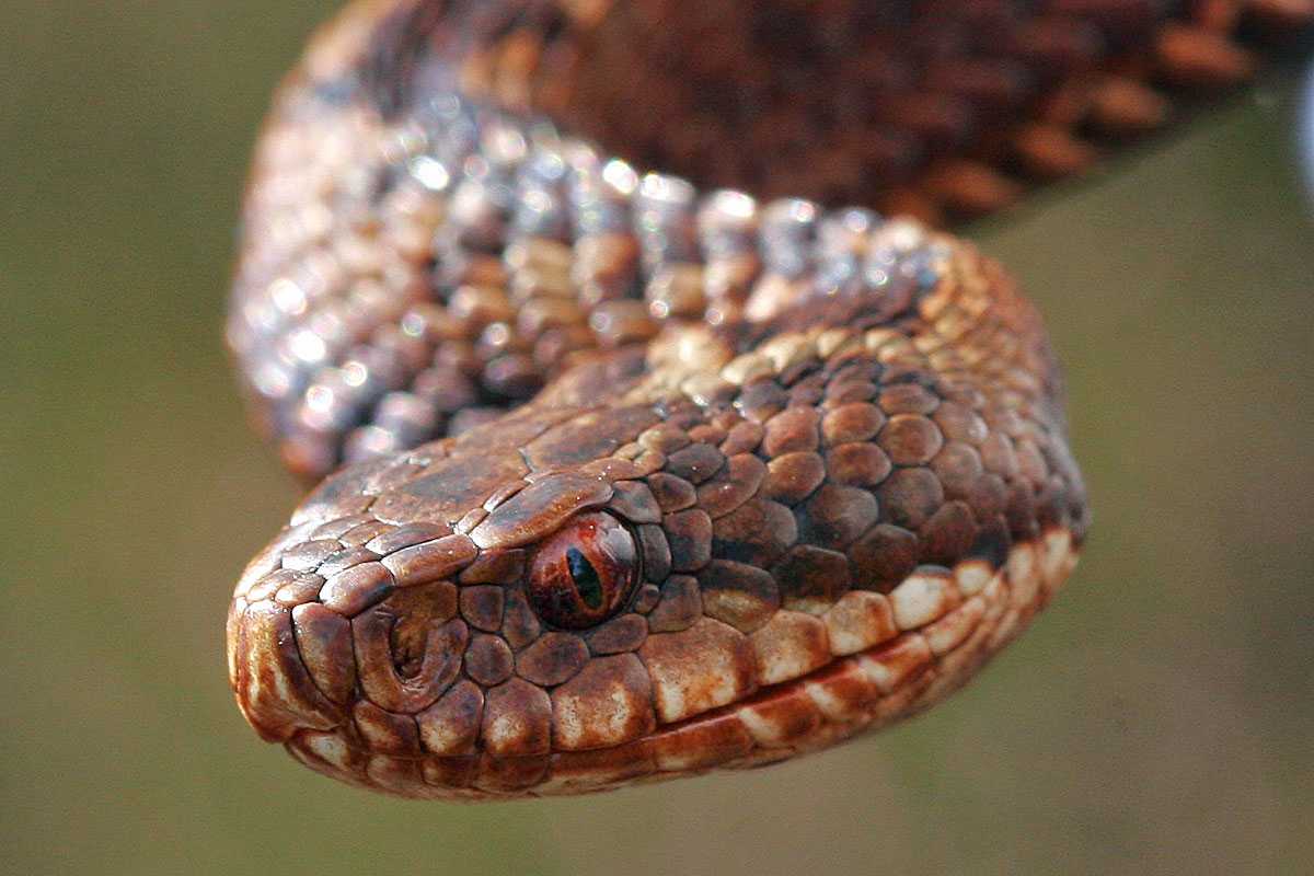 Kreuzotter (Vipera berus), (c) Gordon MacKay/NABU-naturgucker.de