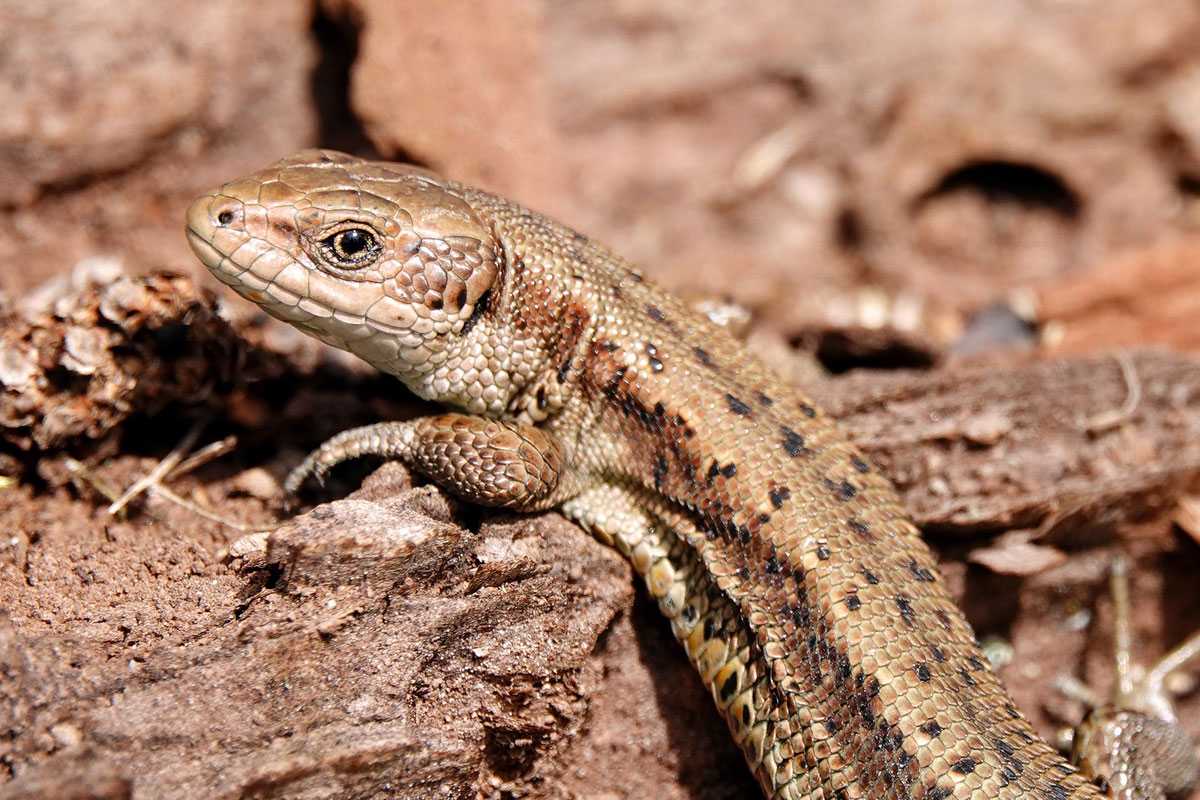 Waldeidechse (Zootoca vivipara), (c) Jens Winter/NABU-naturgucker.de