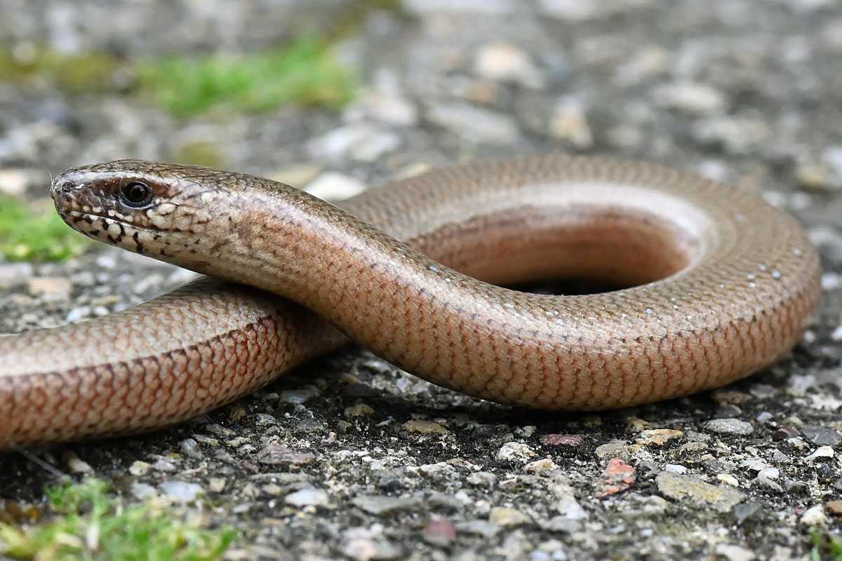Blindschleiche (Anguis fragilis), (c) Petra Mai/NABU-naturgucker.de