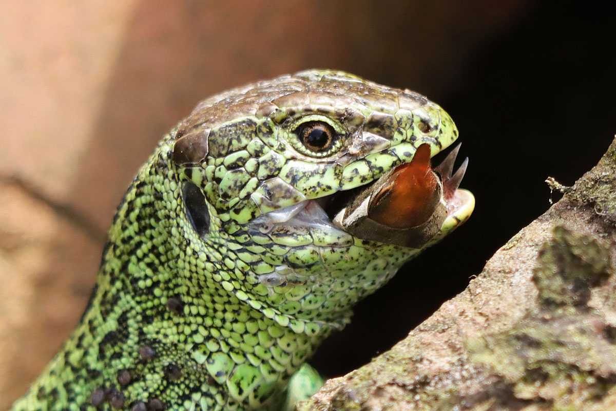 Zauneidechse (Lacerta agilis) hat Beute gemacht, (c) Kirstin Salzgeber/NABU-naturgucker.de