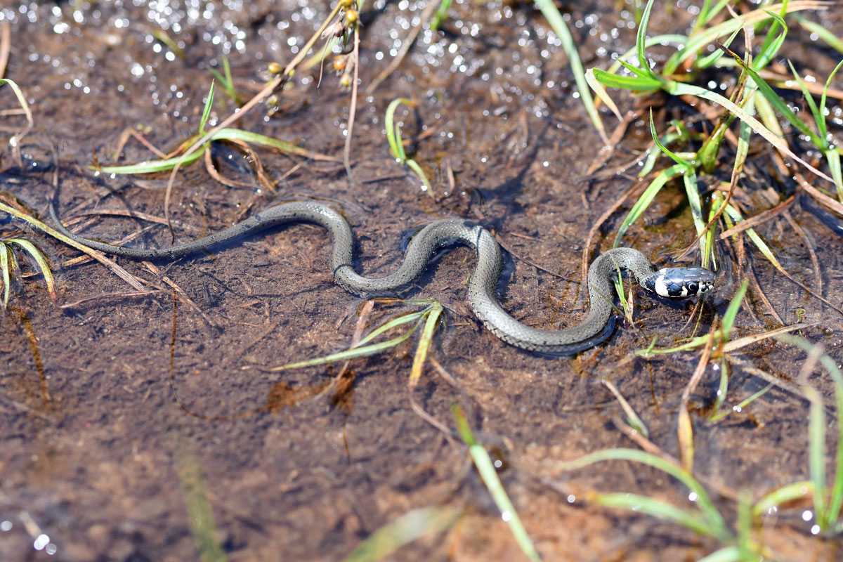 Ringelnatter (Natrix natrix), (c) Ralph Bergs/NABU-naturgucker.de