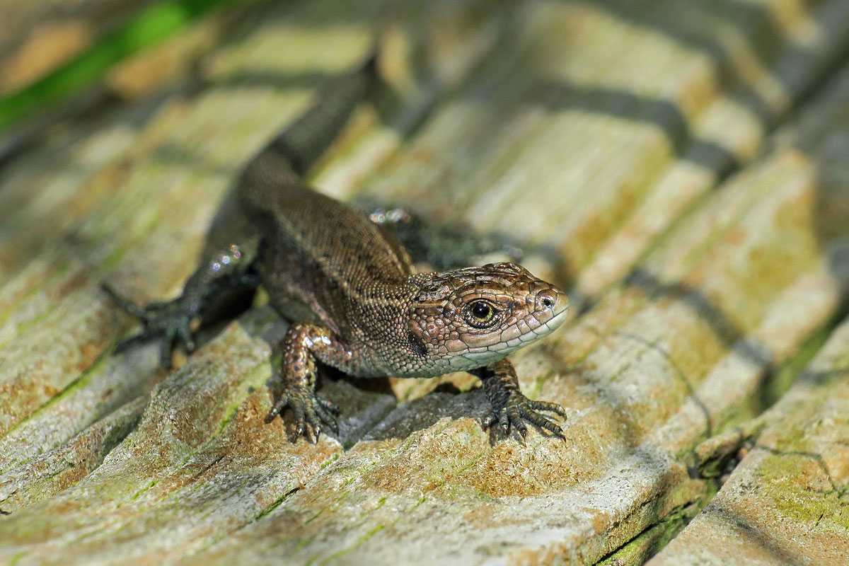 Waldeidechse (Zootoca vivipara), (c) Gerwin Bärecke/NABU-naturgucker.de