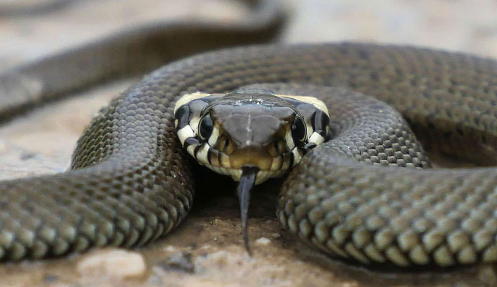 Feldherpetologie Reptilien Aufbauwissen