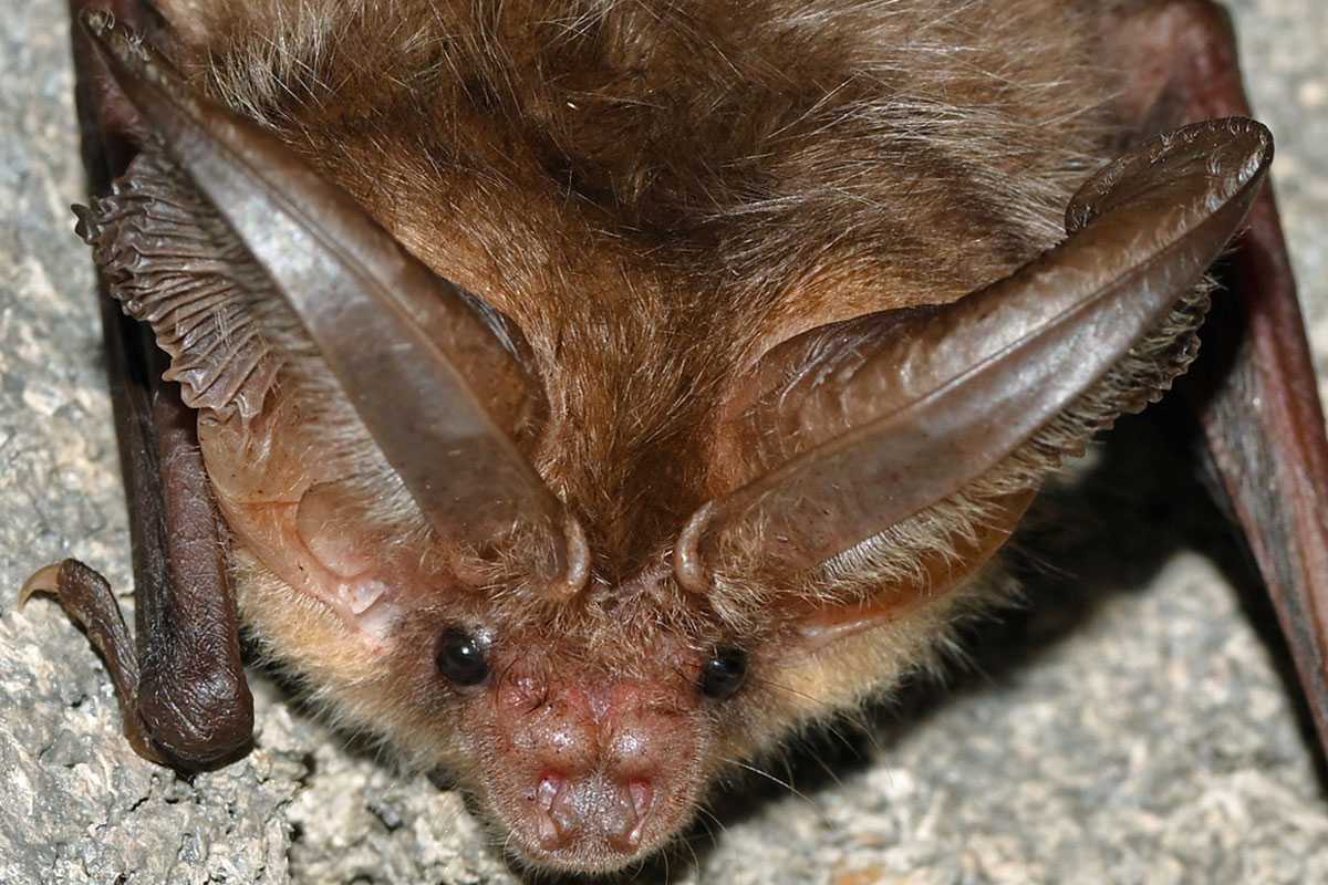 Braunes Langohr (Plecotus auritus), (c) Hans Schwarting/NABU-naturgucker.de