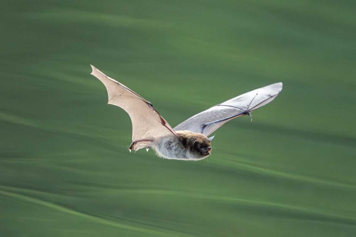 Wasserfledermaus (Myotis daubentonii), (c) Ronny Schuster/NABU-naturgucker.de