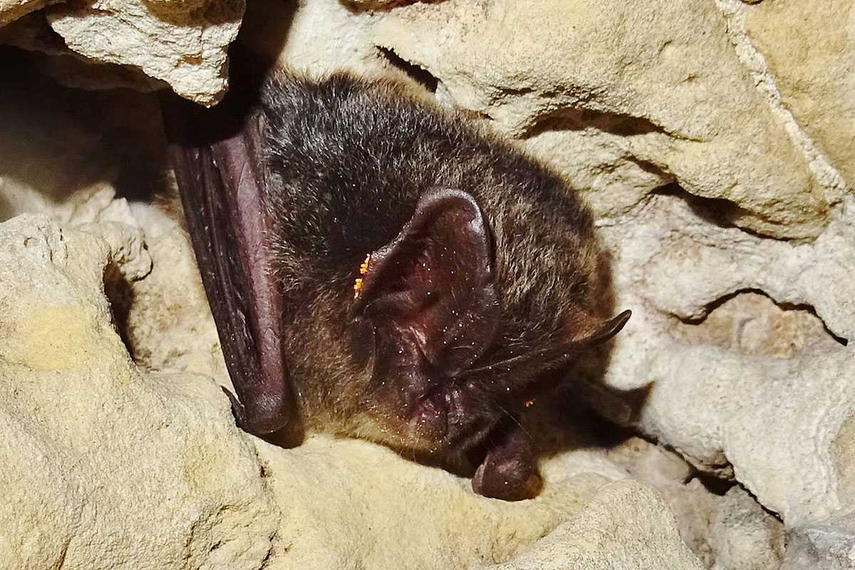 Mopsfledermaus (Barbastella barbastellus), (c) Hans Prün/NABU-naturgucker.de