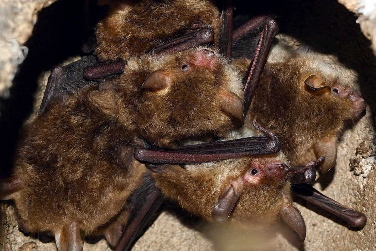 Fransenfledermaus (Myotis nattereri), (c) Hans Schwarting/NABU-naturgucker.de