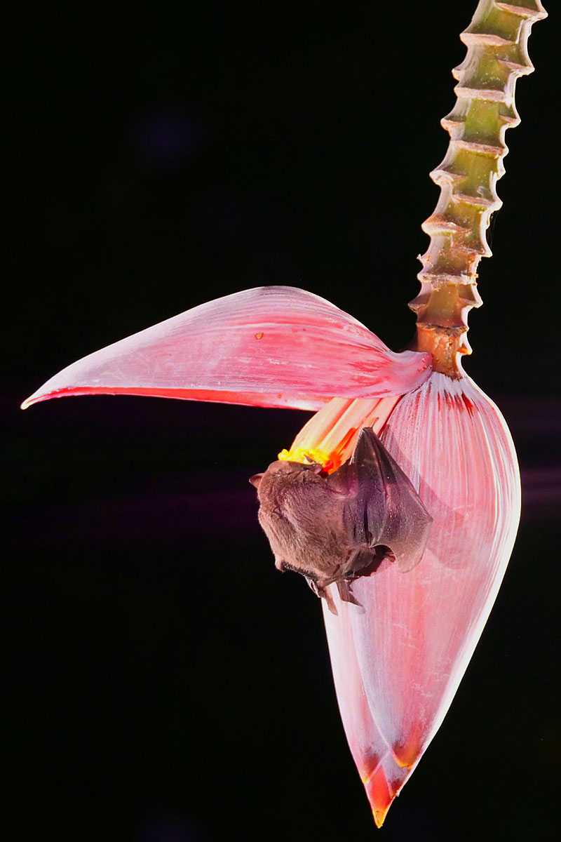Fruchtfressende Fledermaus in Costa Rica an einer Bananenblüte, (c) Karin Mayer/NABU-naturgucker.de