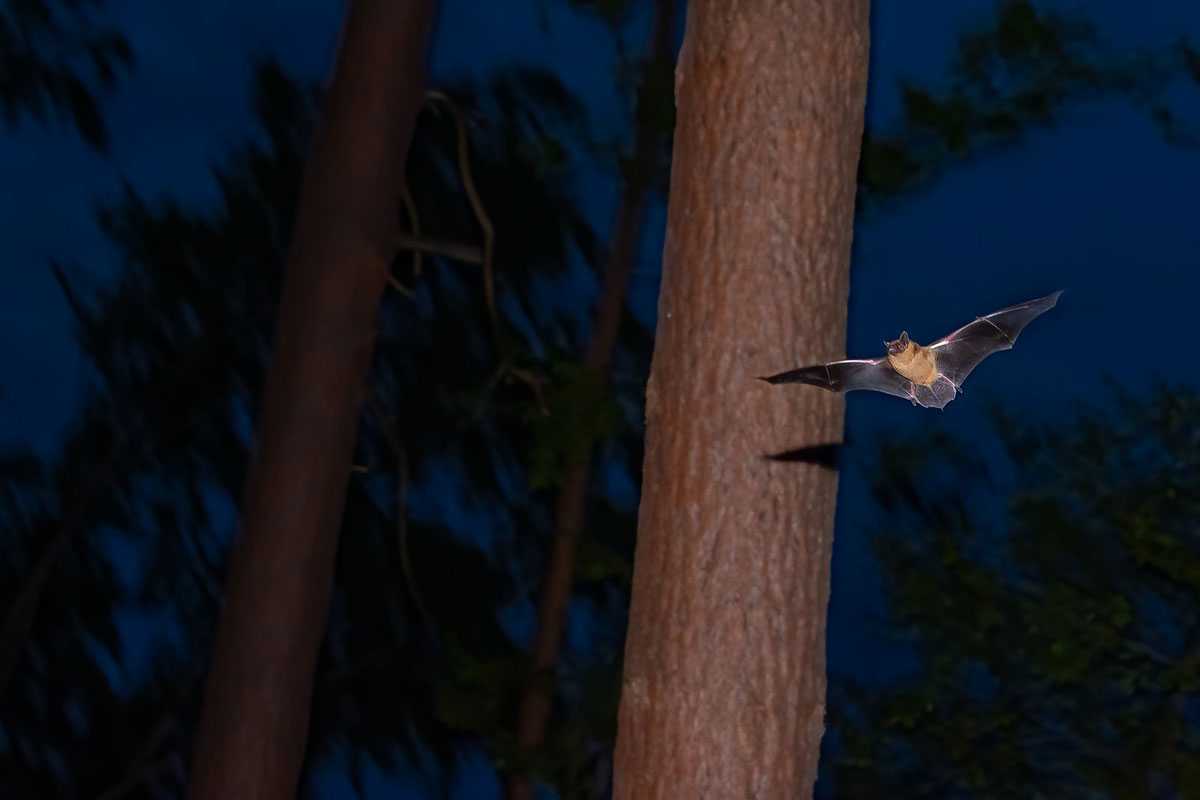 Großer Abendsegler (Nyctalus noctula), (c) Christian Stepf/NABU-naturgucker.de