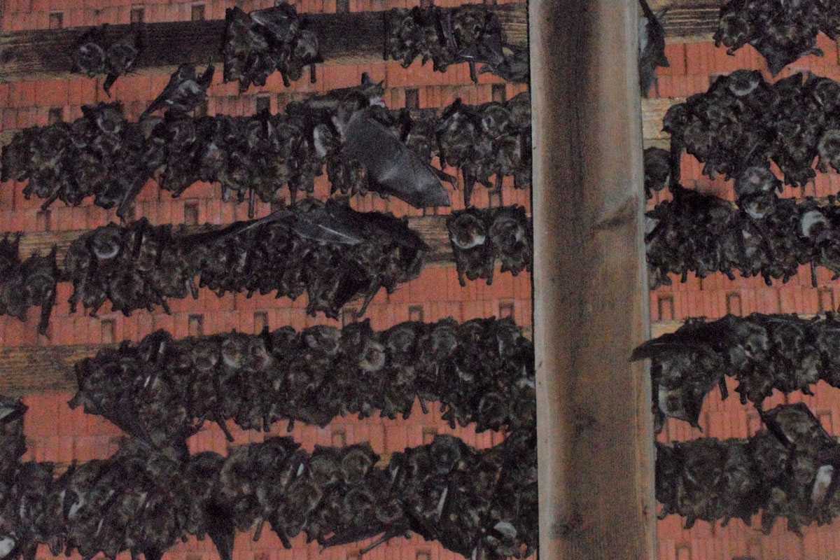 Quartier des Großen Mausohrs (Myotis myotis), (c) Jürgen Hurst/NABU-naturgucker.de