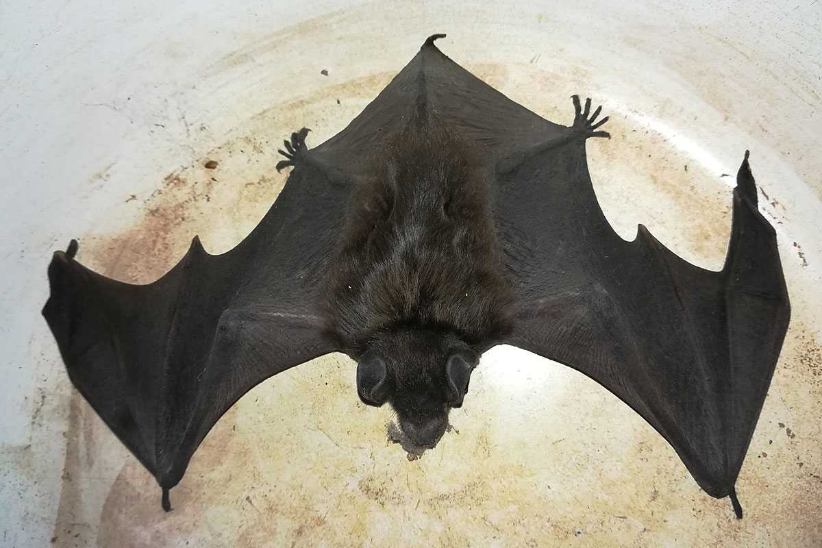 Breitflügelfledermaus (Eptesicus serotinus), (c) Ronny Franke/NABU-naturgucker.de