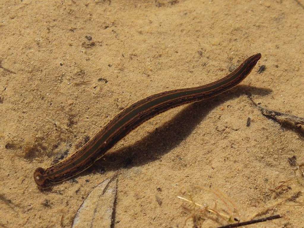Medizinischer Blutegel (Hirudo medicinalis), (c) Konrad Schultz/NABU-naturgucker.de