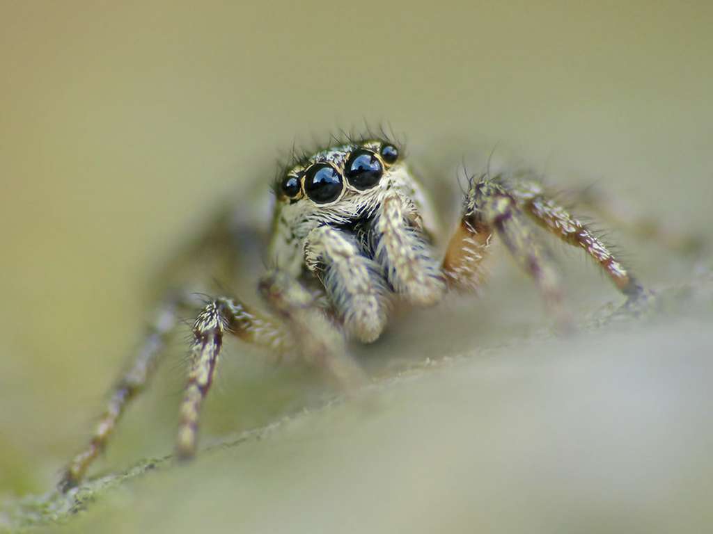 Mauer-Zebraspringspinne (Salticus scenicus), (c) Gerwin Bärecke/NABU-naturgucker.de