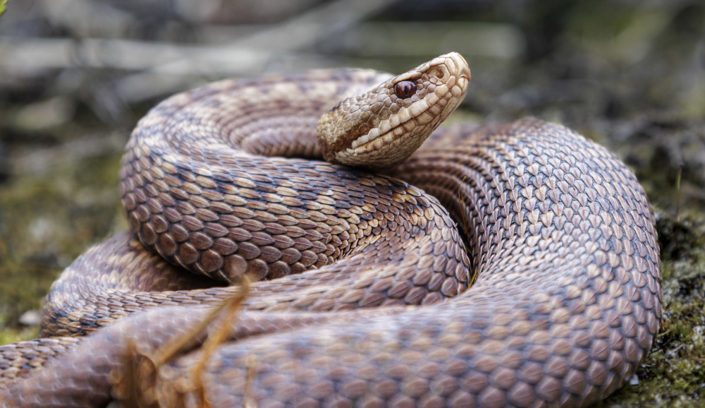 Amphibien und Reptilien Grundwissen
