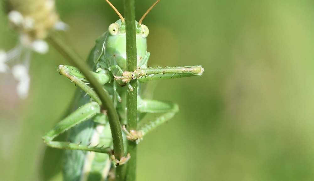 Heuschrecken Grundwissen