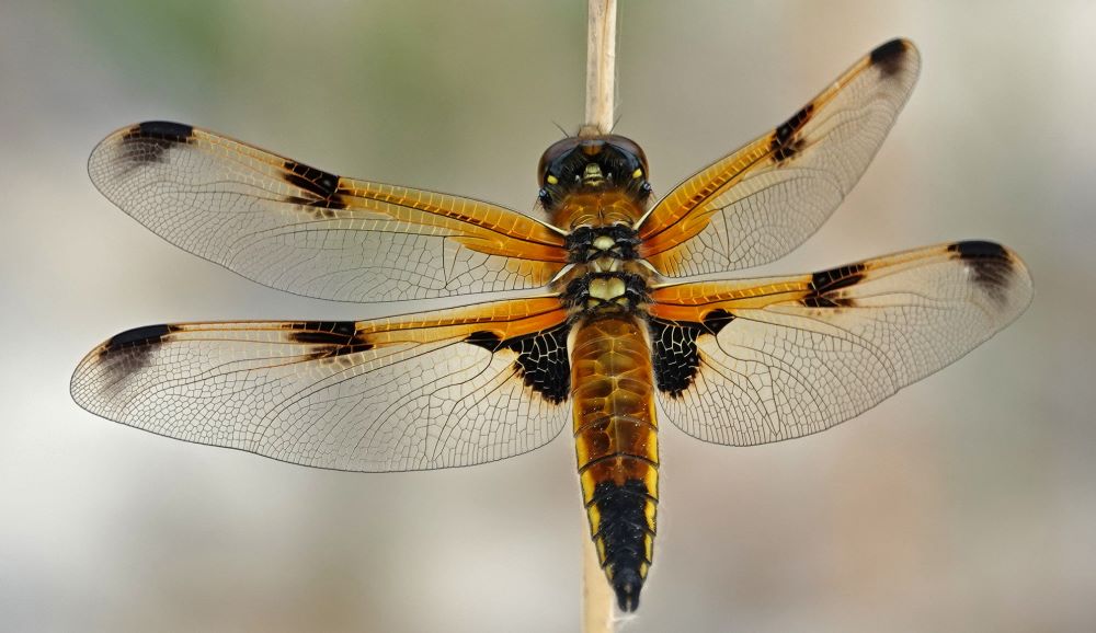 Libellen Grundwissen