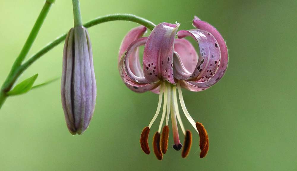 Pflanzen Grundwissen