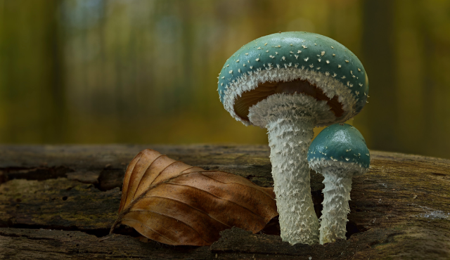 Pilze Grundwissen