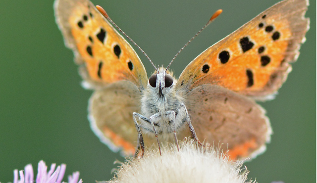 Schmetterlinge Grundwissen