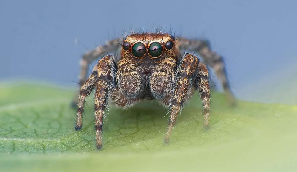 Spinnen Grundwissen