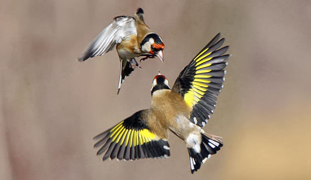 Vögel Grundwissen