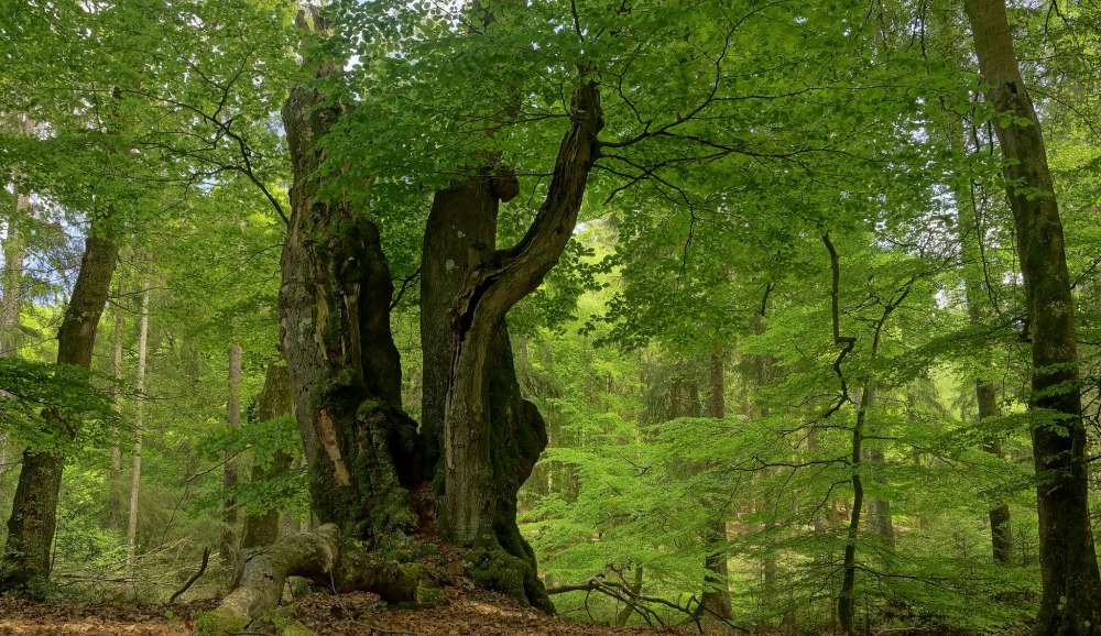 Wald Grundwissen
